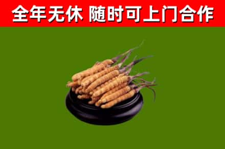 瑞丽市回收冬虫夏草