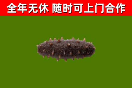 瑞丽市回收海参干